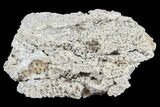 5.3" Polished, Agatized Fossil Coral - Florida - #188199-2